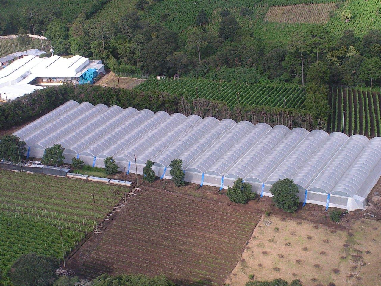 6 Mil Clear Greenhouse Plastic Film Cover - 16ft x 55ft Durable Polyethylene Sheeting for Plant Protection | UV Resistant, 4-Year Lifespan | Perfect for Backyard Gardens, Commercial Greenhouses & Plant Nurseries