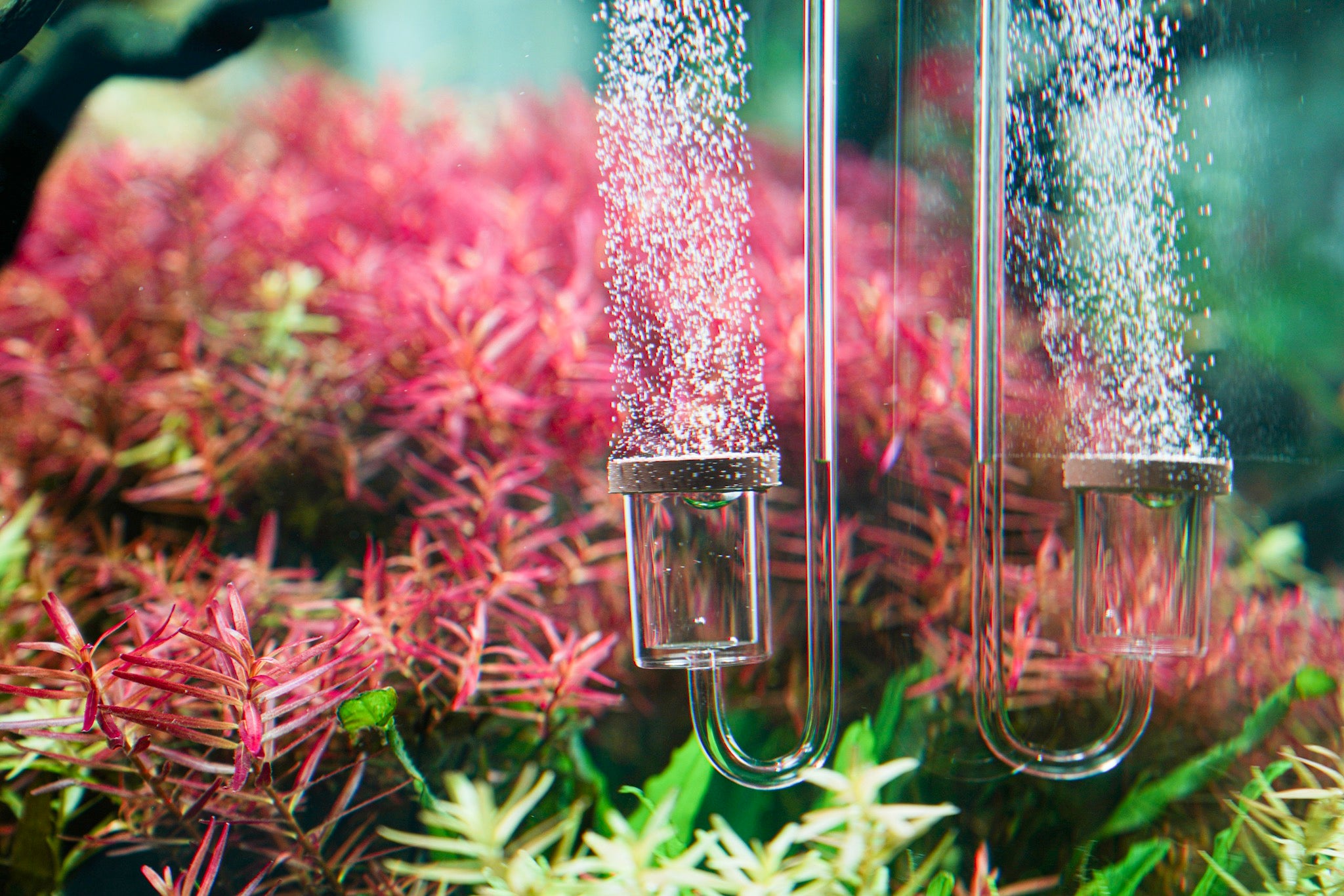 Aquario Neo Normal Original Acrylic CO2 Diffuser for Aquarium Plants - High Efficiency CO2 Dissolver for Planted Fish Tank, Freshwater Aquatic Ecosystem