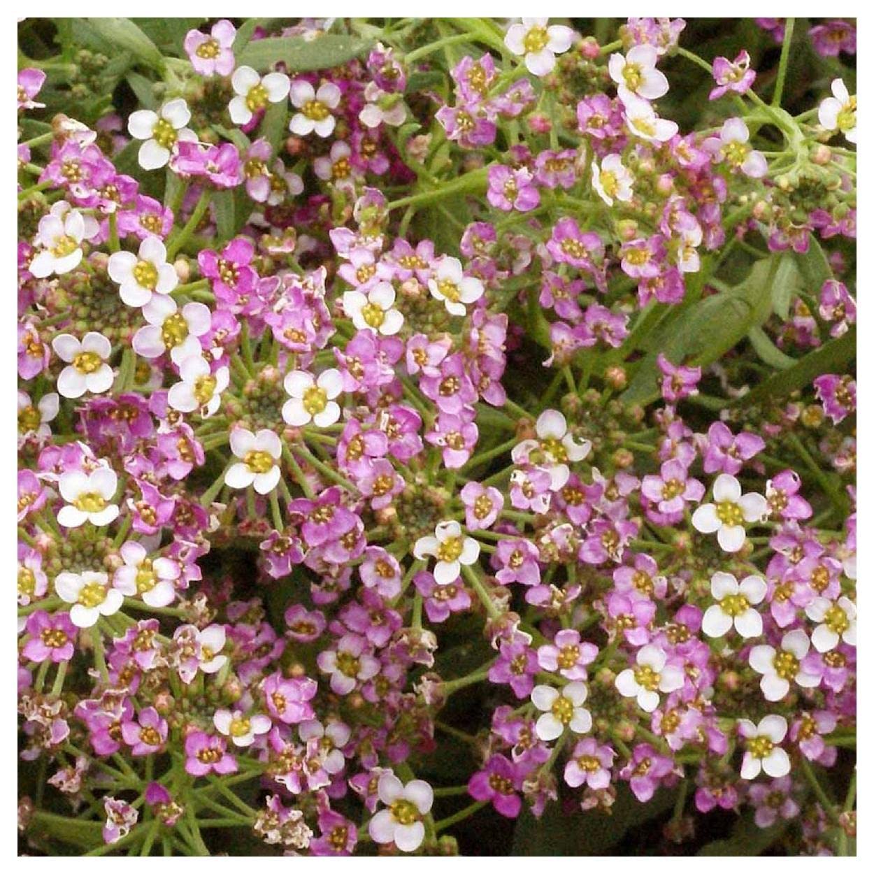 2000 Dwarf Pink Sweet Alyssum Wildflower Seeds - Everwilde Farms Gold Vault Jumbo Seed Packet for Garden Borders, Rock Gardens & Container Planting