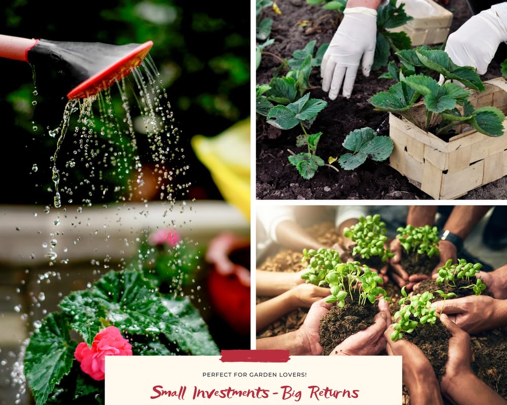 2 Purple Swedish Ivy Plants - Live Houseplants in 4 Inch Pots, Plectranthus Purpuratus for Indoor Gardening | Perfect for Home Decor, Office Plants, and Hanging Basket Displays
