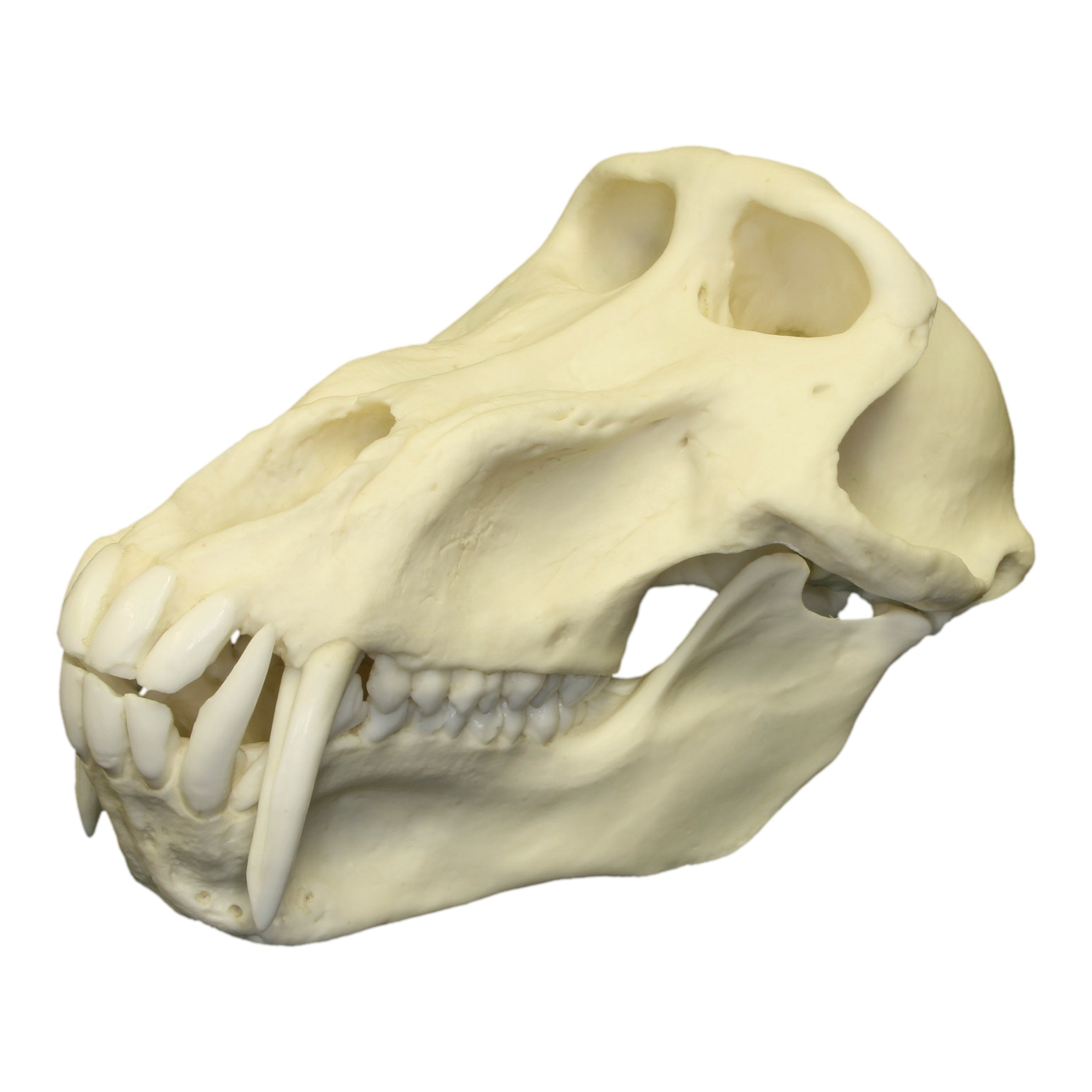 Authentic Replica Chacma Baboon Skull - Male - Perfect for Home Decor, Educational Displays, and Halloween Props