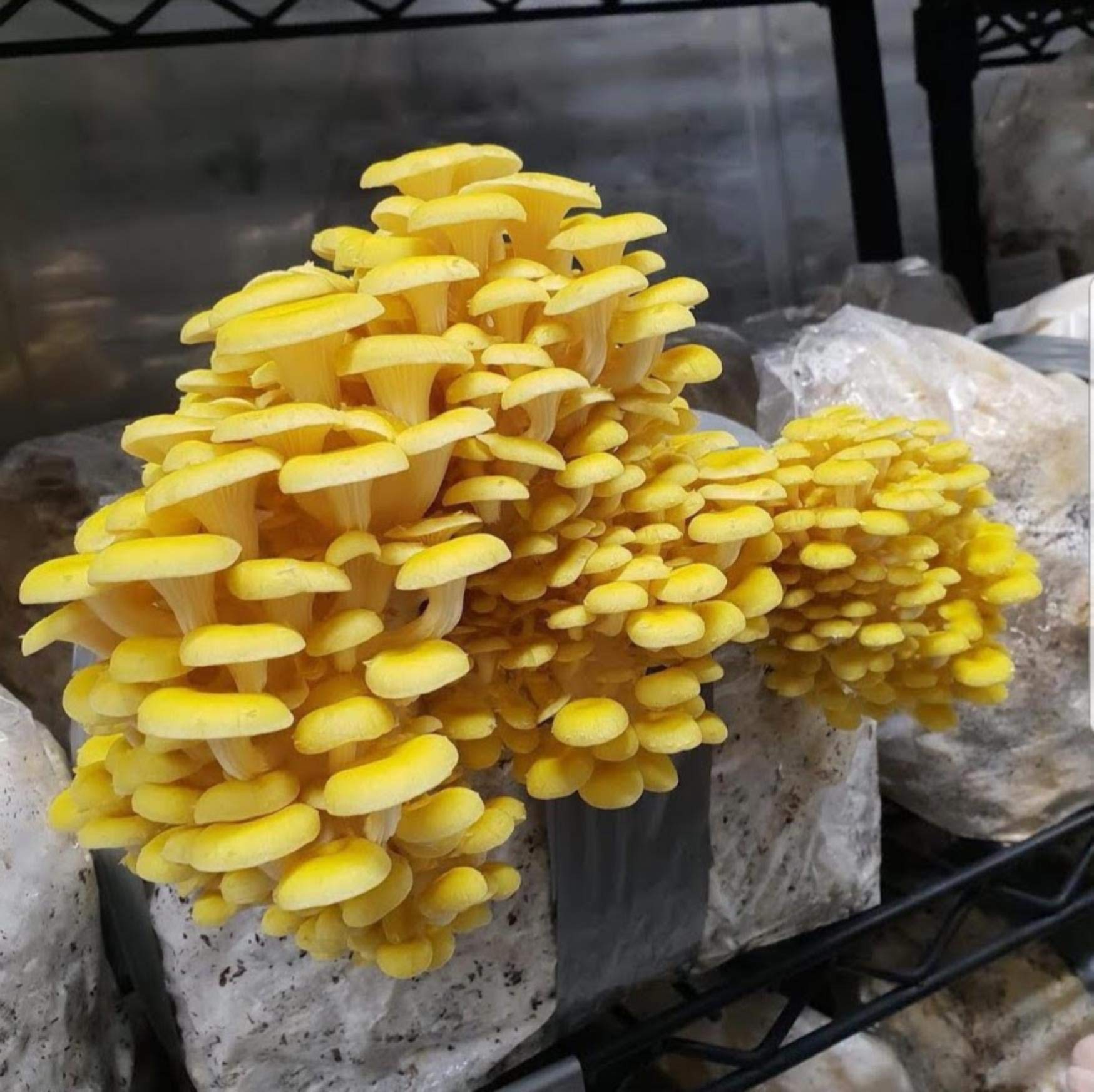 Premium 1 LB Golden Oyster Mushroom Spawn Mycelium - Grow Gourmet & Medicinal Mushrooms at Home or Commercially - Ideal for Straw & Sawdust Blocks (G1/G2) - Perfect for Urban Farming, Organic Gardening & Health Supplements