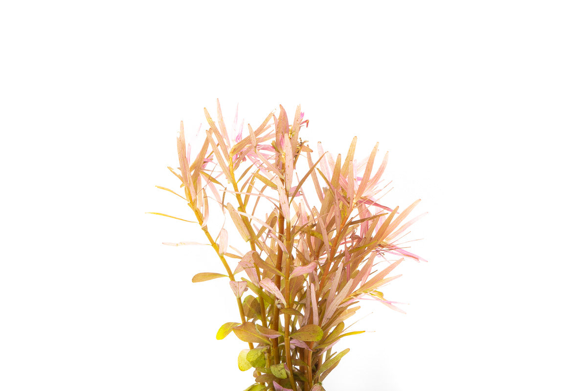 Rotala H'ra Live Aquarium Plant - Perfect for Freshwater Fish Tanks, Aquascaping & Nano Tanks