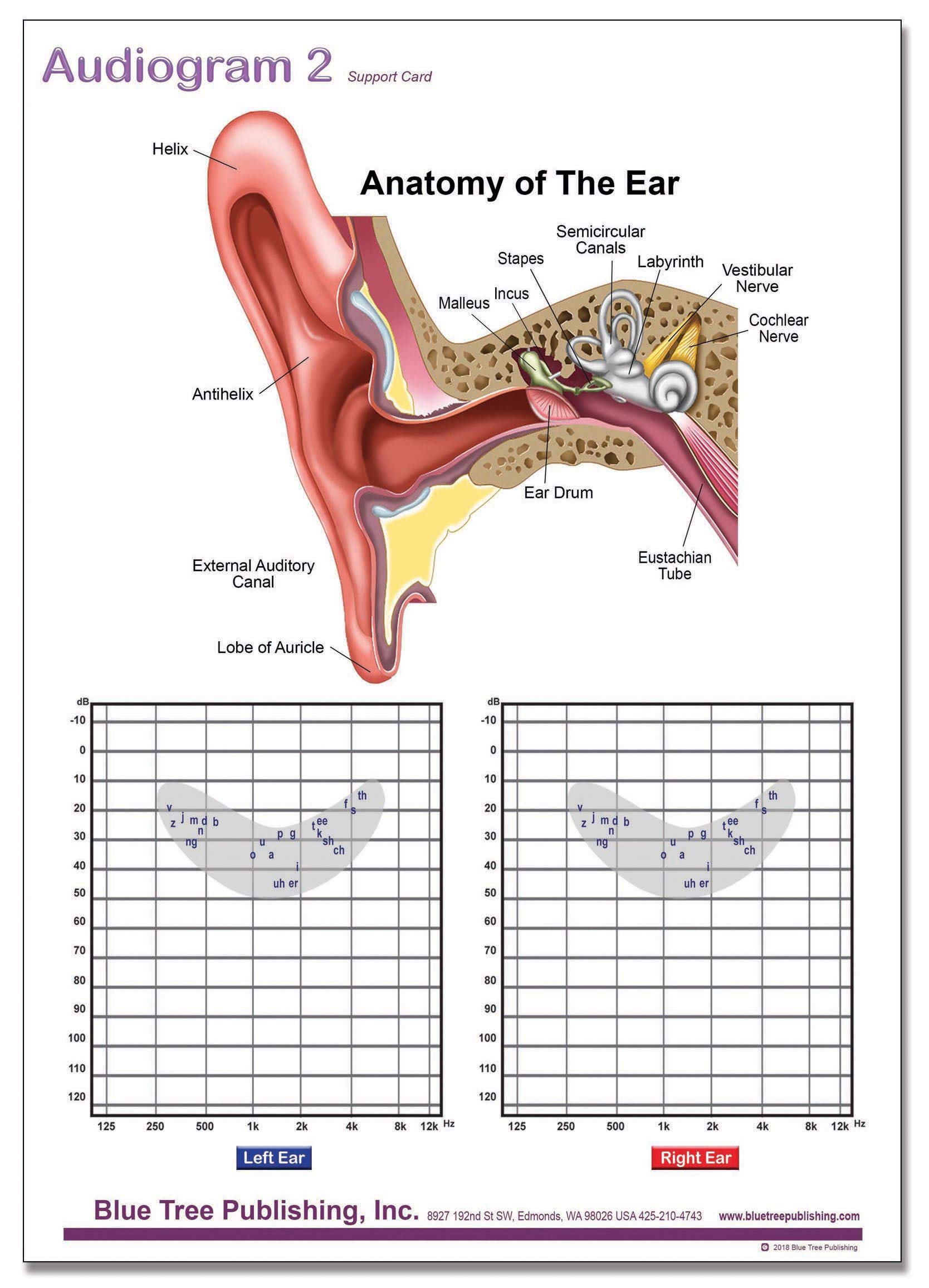 Audiologist-Approved Daily Noise Chart - Common Sounds & Decibel Levels (A4 Size) - Perfect for Hearing Health Awareness & Classroom Education