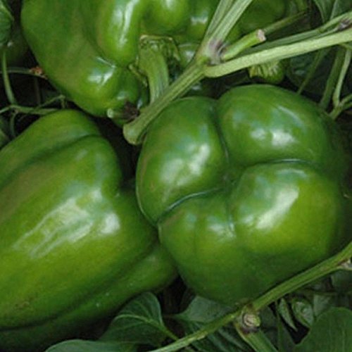 Vanguard Hybrid Sweet Bell Pepper Seeds - 4-Lobed Continuous Setting Fruit (10 Seeds) for Home Gardening, Container Planting & Fresh Salads