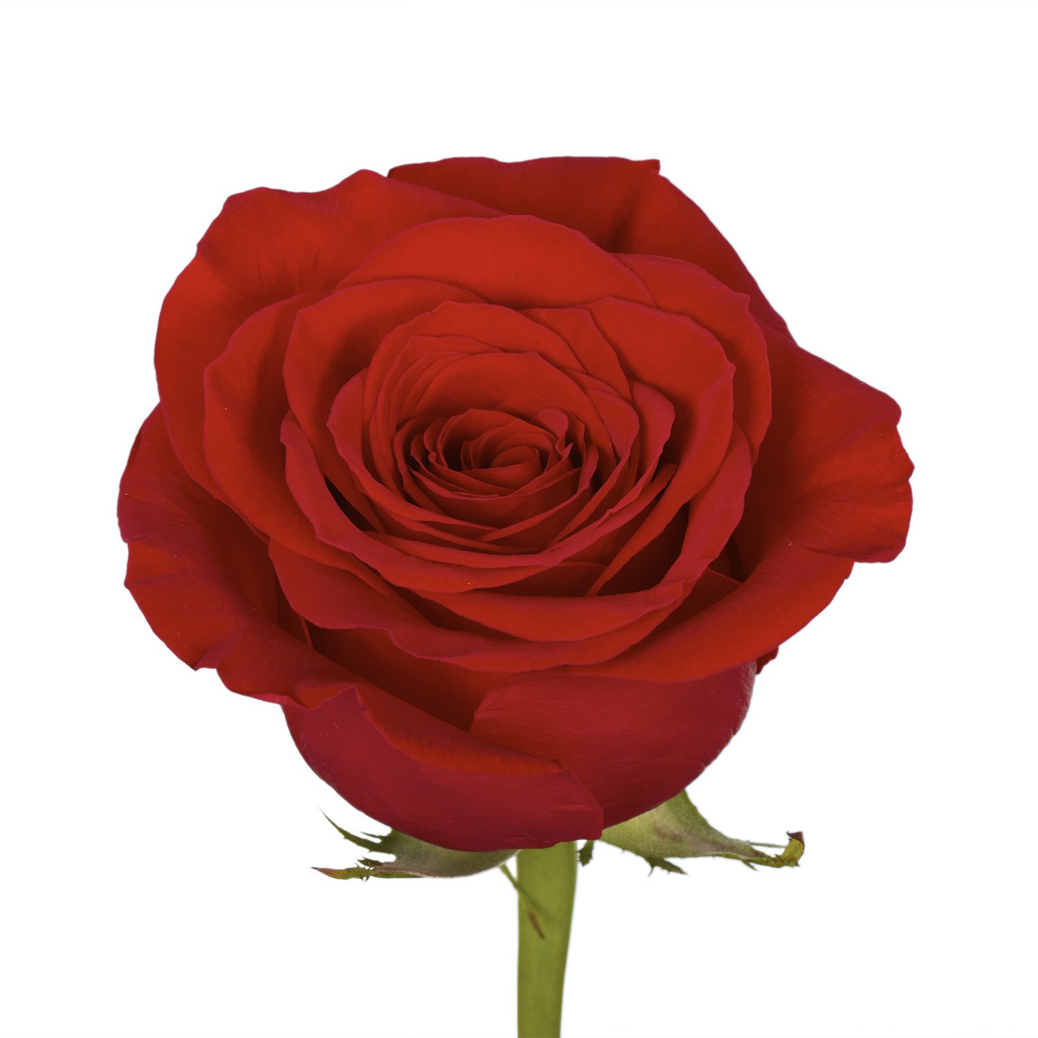 100 Fresh Red Roses Bouquet - Premium Long-Lasting Flowers for Valentine's Day, Anniversary & Romantic Gifts - Perfect for Weddings, Proposals & Home Decor