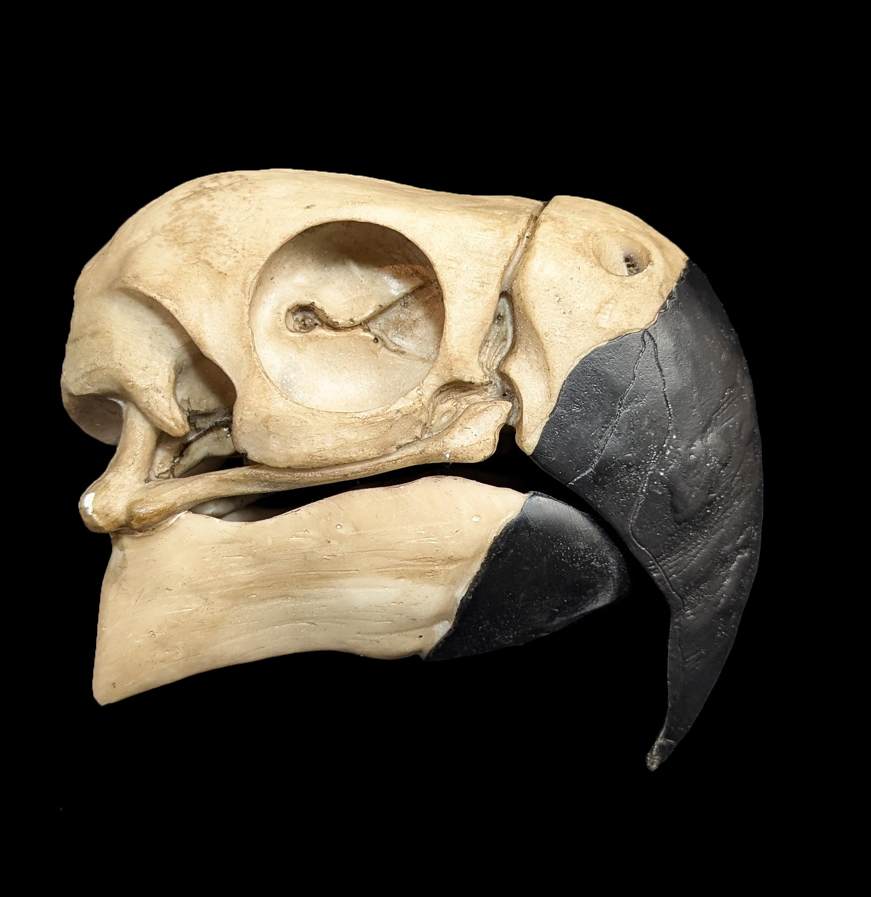 Realistic Faux Parrot Skull Decor - Halloween, Gothic Home Decor & Unique Gift for Bird Lovers - Perfect for Spooky Parties, Witchy Altars & Dark Aesthetic Rooms