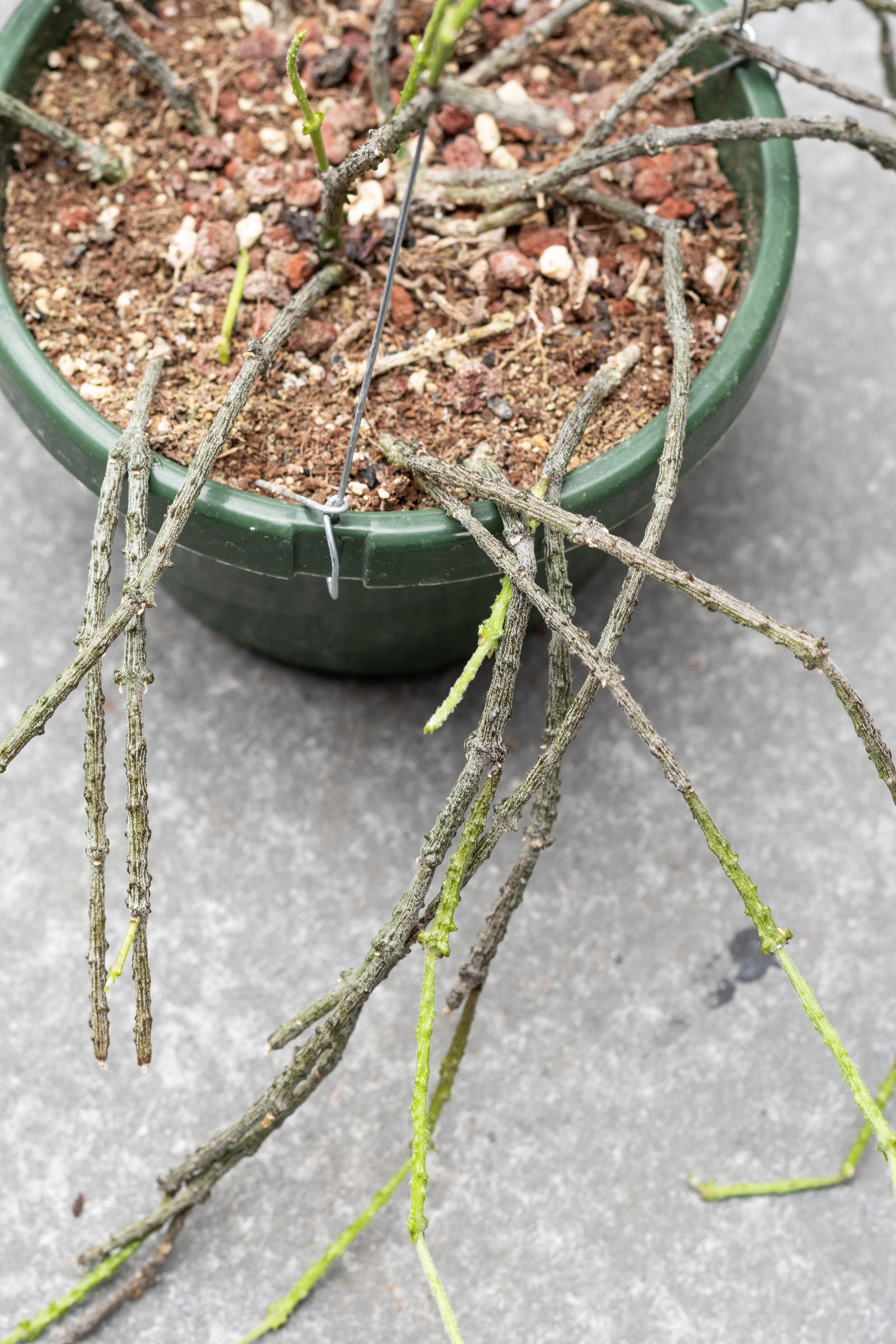 Cynanchum marnierianum Succulent Plant - 6 Pack Live Succulents for Home Decor, Office Desk, and Garden Arrangements