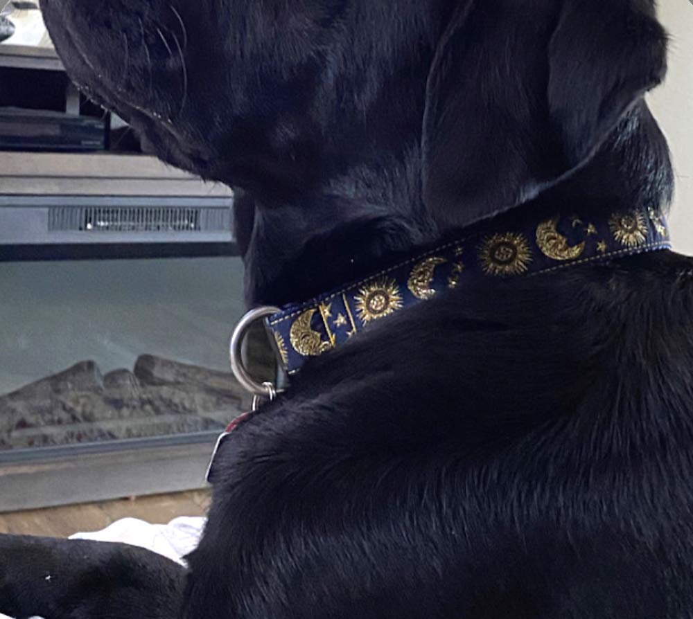 Sun and Moon Dog Collar for Medium to Large Dogs | Handmade in USA | Adjustable Pet Collar for Daily Walks, Training & Outdoor Adventures