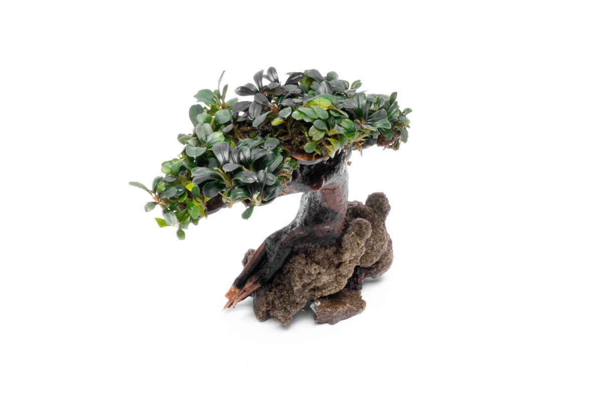 Bucephalandra Bonsai Tree - Live Aquatic Plant for Aquascaping | Perfect for Fish Tanks, Aquariums & Terrariums | Low Maintenance Freshwater Plant Decor