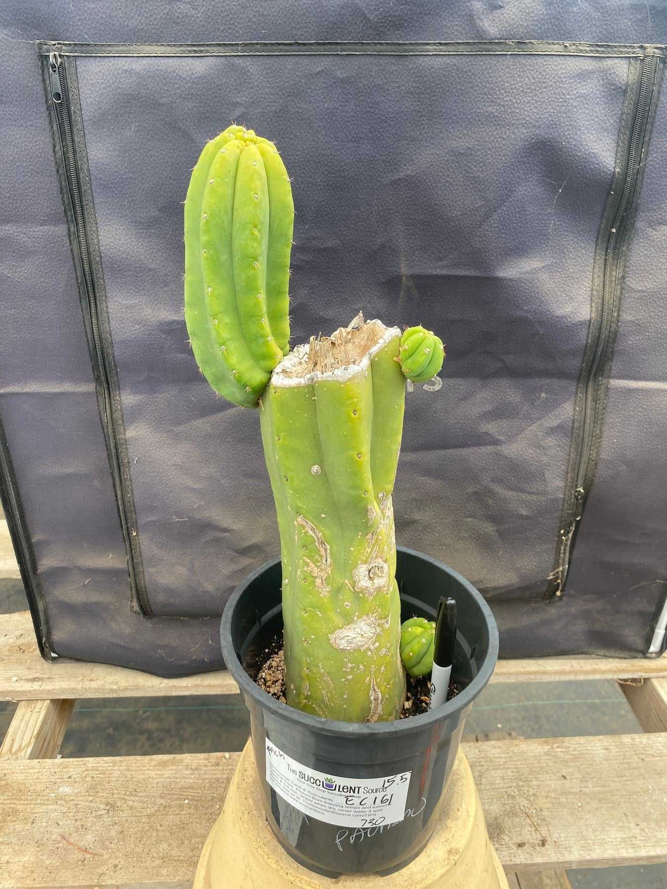 EC161 EXACT Trichocereus Pachanoi Cactus - 15.5 Inch San Pedro Cactus for Home Decor, Landscaping & Spiritual Ceremonies