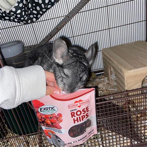 Premium Chinchilla Treat Sampler - Natural, Healthy Snacks for Small Pets - Perfect for Training, Bonding & Rewarding Your Furry Friend at Home or Travel