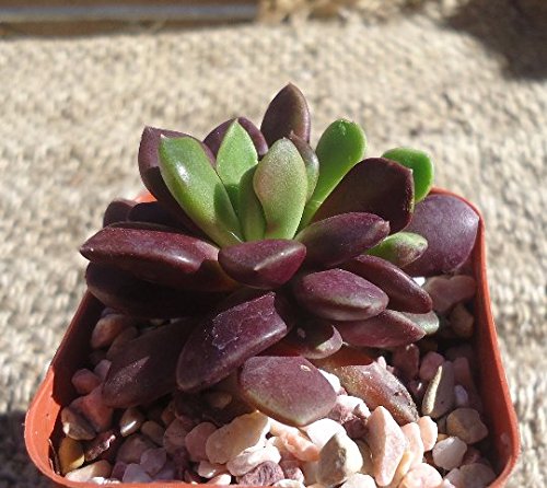 Anacampseros Purple Giant - Rare Purple Sand Rose Succulent Plant in 2.5