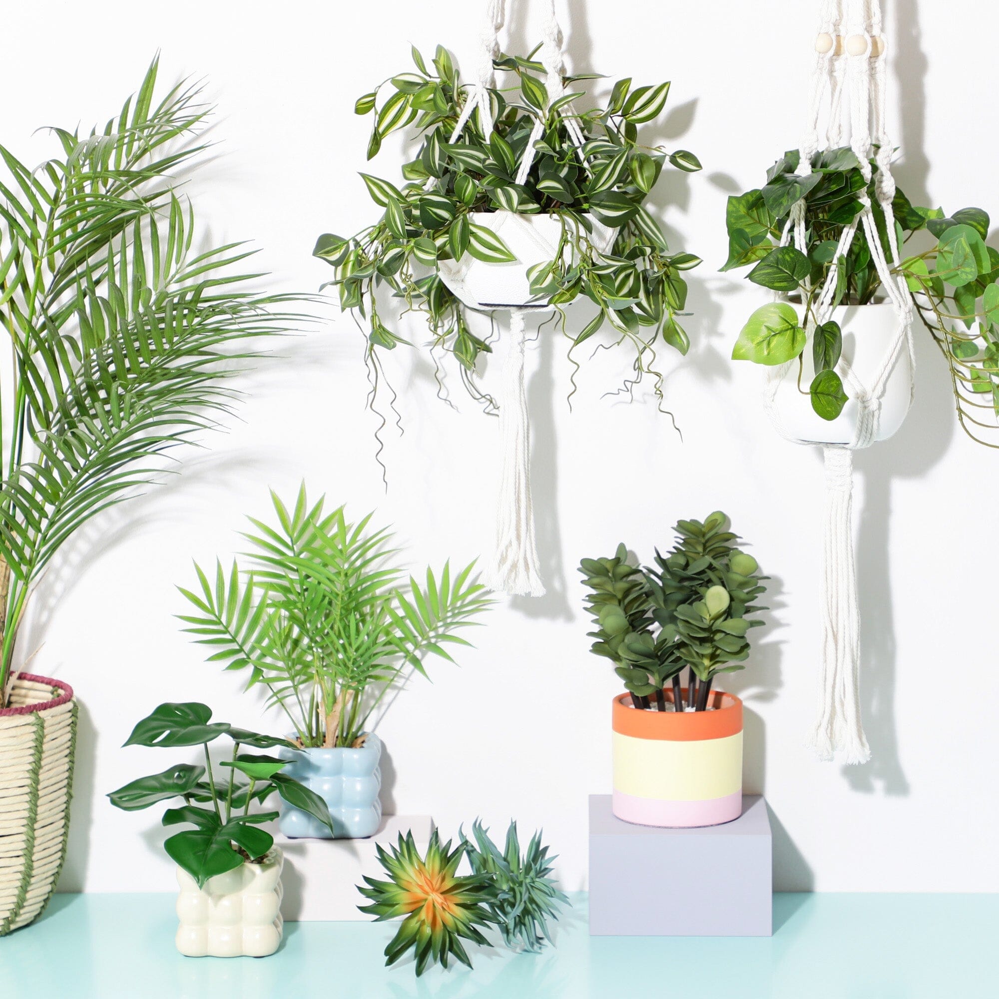 Art Green & Pot Succulents - Beautiful Live Succulent Plants for Home Decor, Office Desk, and Garden - Perfect for Indoor and Outdoor Planting