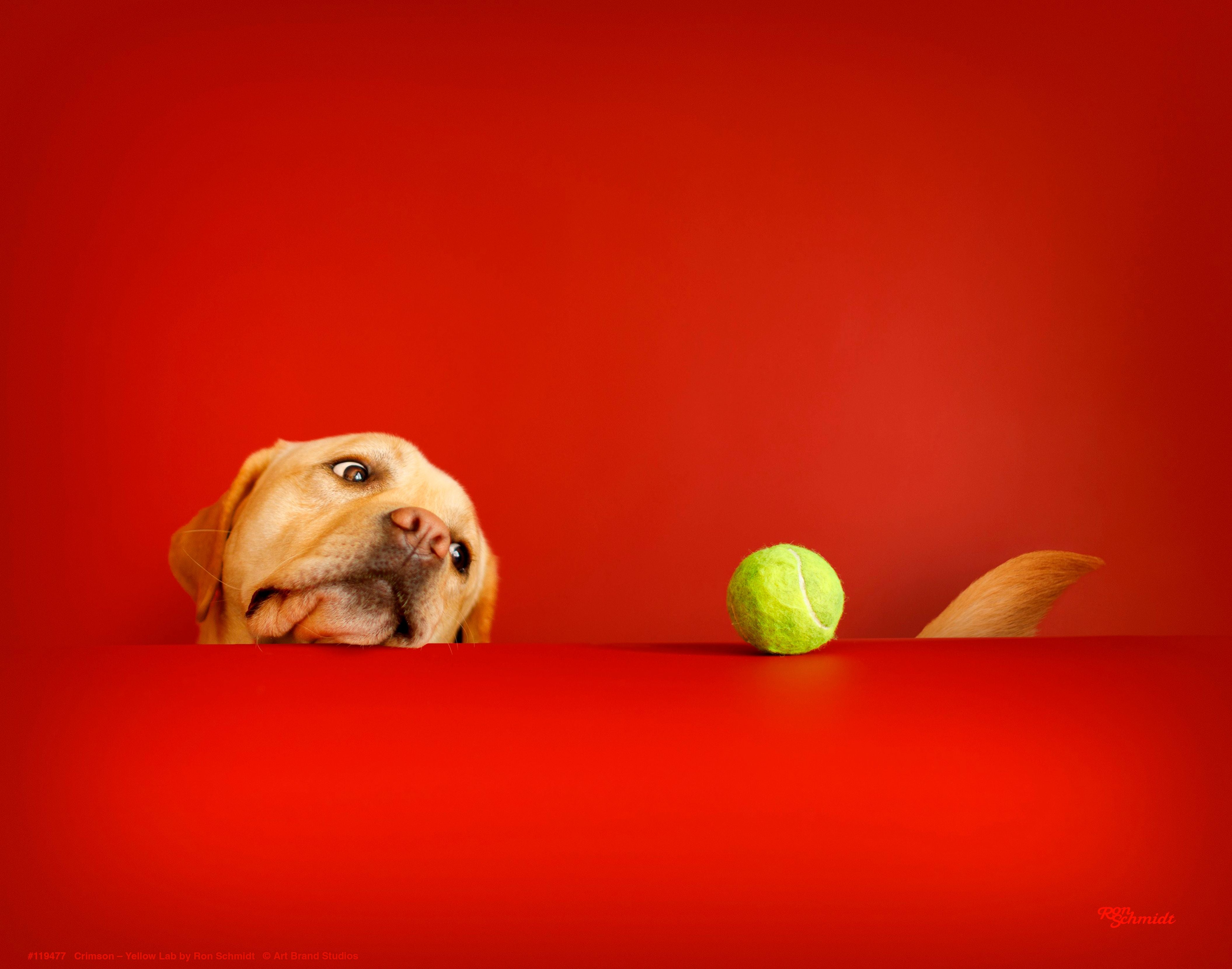 Crimson Art Prints - High-Quality Wall Decor for Home & Office | Perfect for Living Room, Bedroom & Gifts