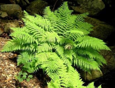 Northern Lady Fern Plants - 25 Pots (3.5 Inch Square) | Hardy Perennial Shade Garden Plants for Landscaping, Borders & Woodland Gardens