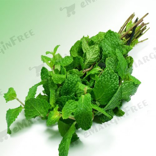 100% Pure Mint Powder for Face & Skin - Natural Peppermint Powder (Pudina Churna) 100g | Organic Facial Treatment, DIY Beauty Recipes & Ayurvedic Skincare