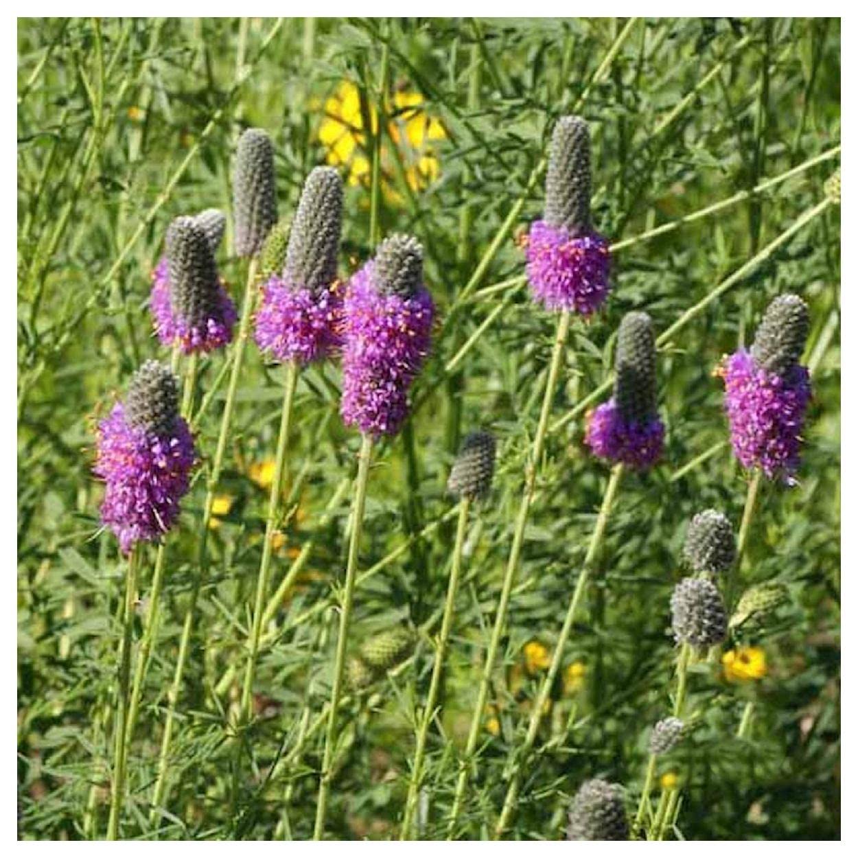 Everwilde Farms - 1/4 Lb Purple Prairie Clover Native Wildflower Seeds - Gold Vault Packaging - Attracts Pollinators & Enhances Landscapes - Perfect for Gardens, Meadows & Restoration Projects