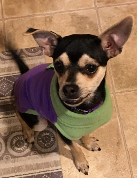 Gooby Half Stretch Fleece Vest Dog Sweater - Purple, Small - Warm Pullover Fleece Dog Jacket with D-Ring Leash Attachment | Winter Dog Coat for Small Breeds | Cold Weather Apparel for Puppies & Adult Dogs | Perfect for Outdoor Walks, Park Visits & Winter Adventures
