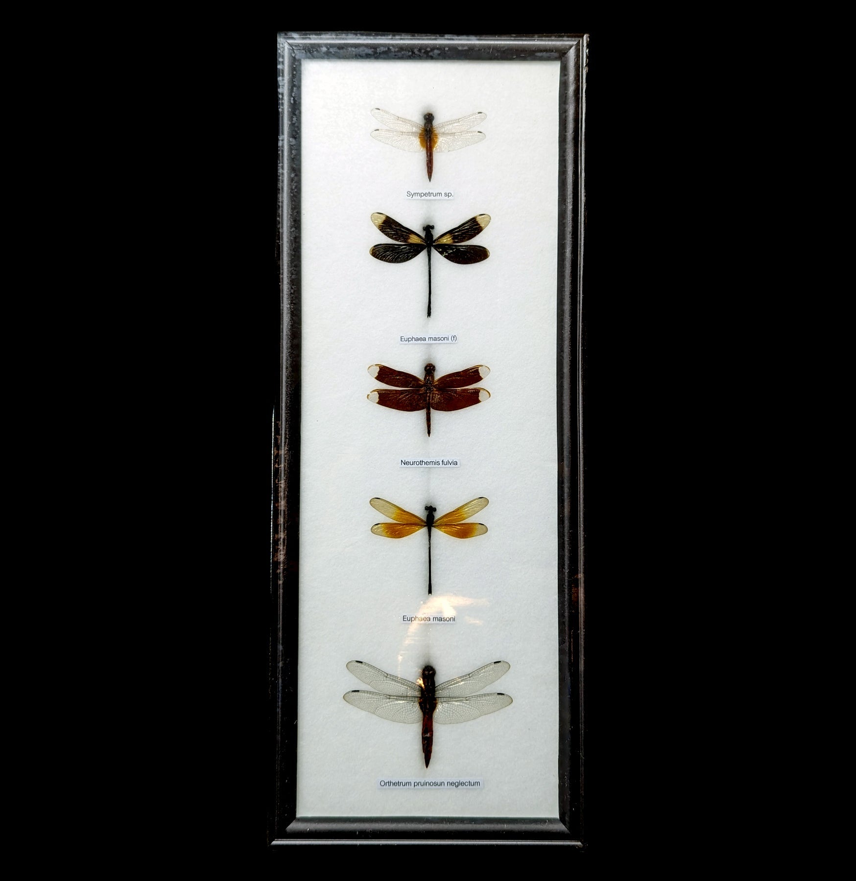Five Riker Mounted Dragonflies - Realistic Insect Specimen Display for Home Decor, Science Education & Nature Lovers - Perfect for Entomology Collections, Classroom Teaching & Gothic Decor