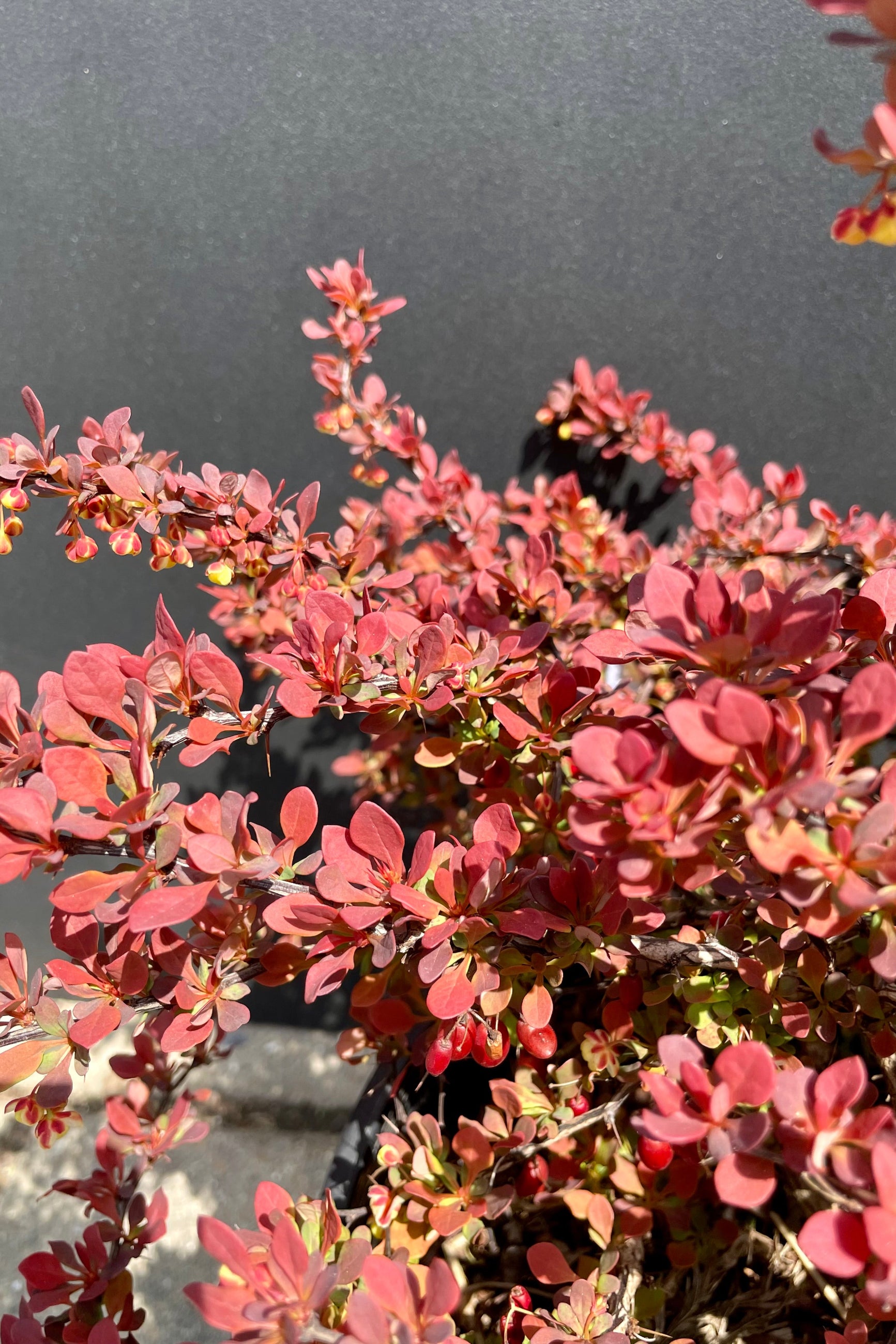 Berberis thunbergii 'Admiration' #3 - Japanese Barberry Shrub for Landscaping, Privacy Hedges & Garden Borders | Perfect for Outdoor Decoration & Low-Maintenance Gardens