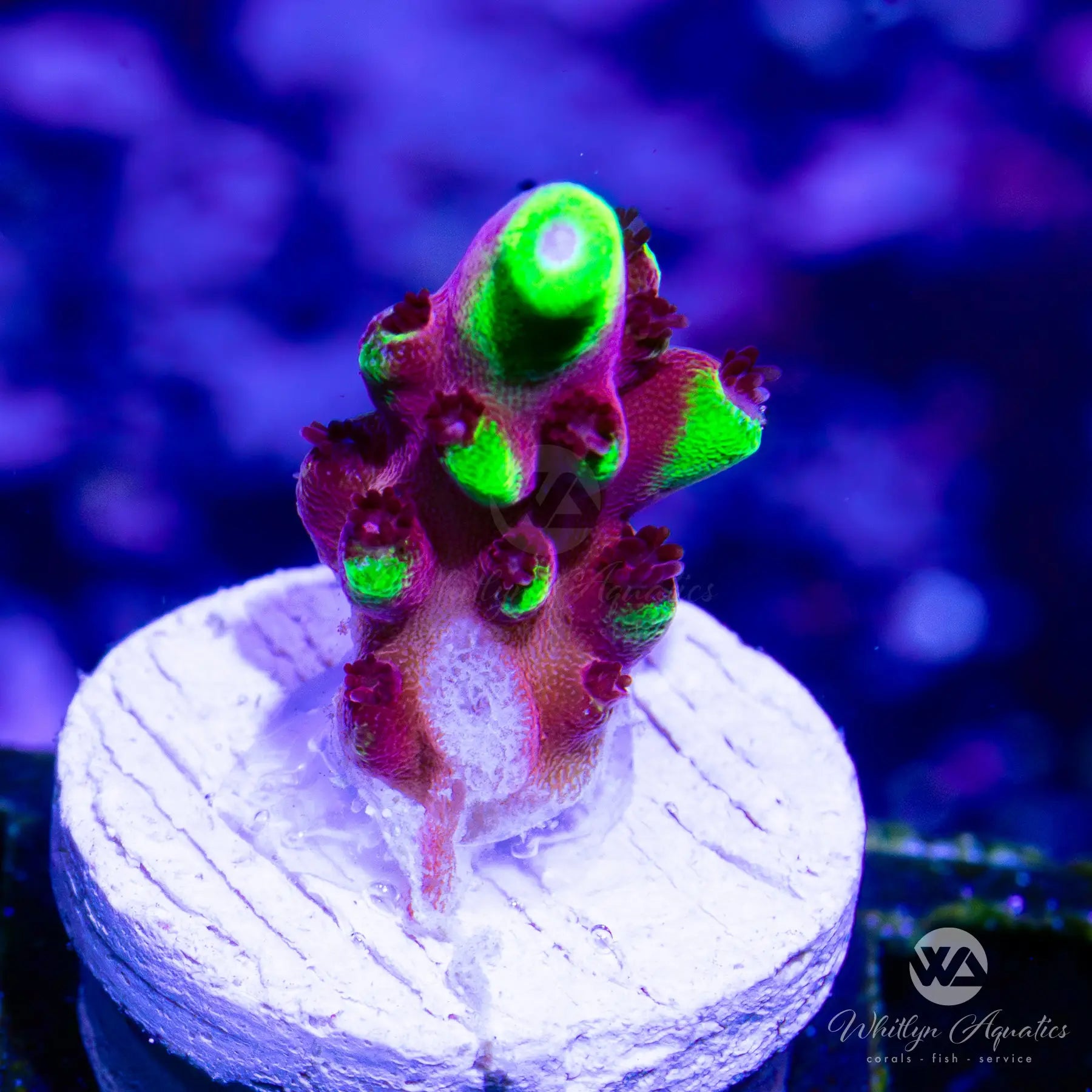 D25 Fox Flame Acrobat Coral - Premium WYSIWYG Saltwater Coral for Reef Aquariums | Perfect for Nano Tanks & Coral Propagation