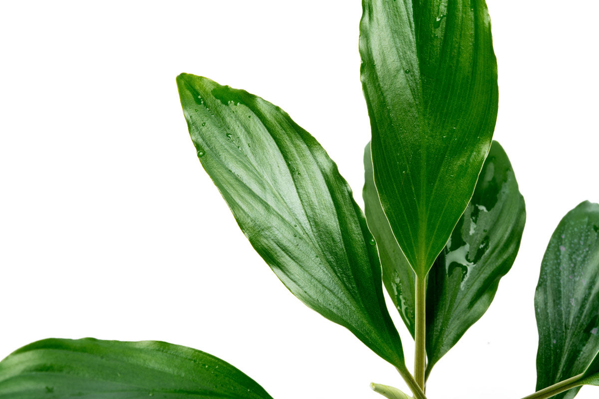 Homalomena Broad Cuneate (Red Stem) - Tropical House Plant for Home & Office Decor - Perfect for Indoor Gardening, Living Rooms, and Workspaces