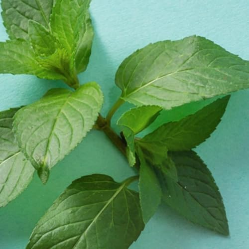 Mint