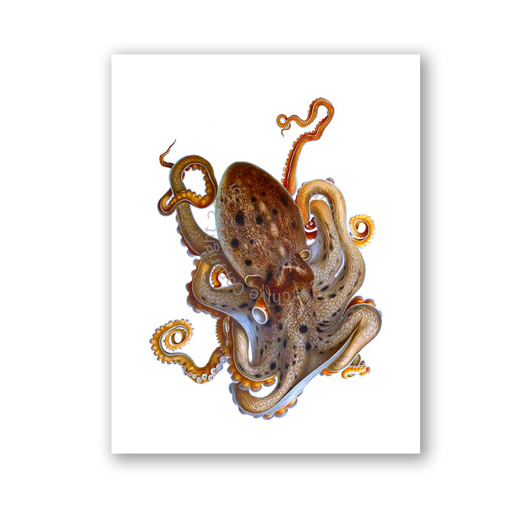 Gnosis Picture Archive - Set of 6 Beach Wall Art Prints with Octopus Decor | Unframed Coastal Wall Decor for Living Room, Bedroom, or Bathroom