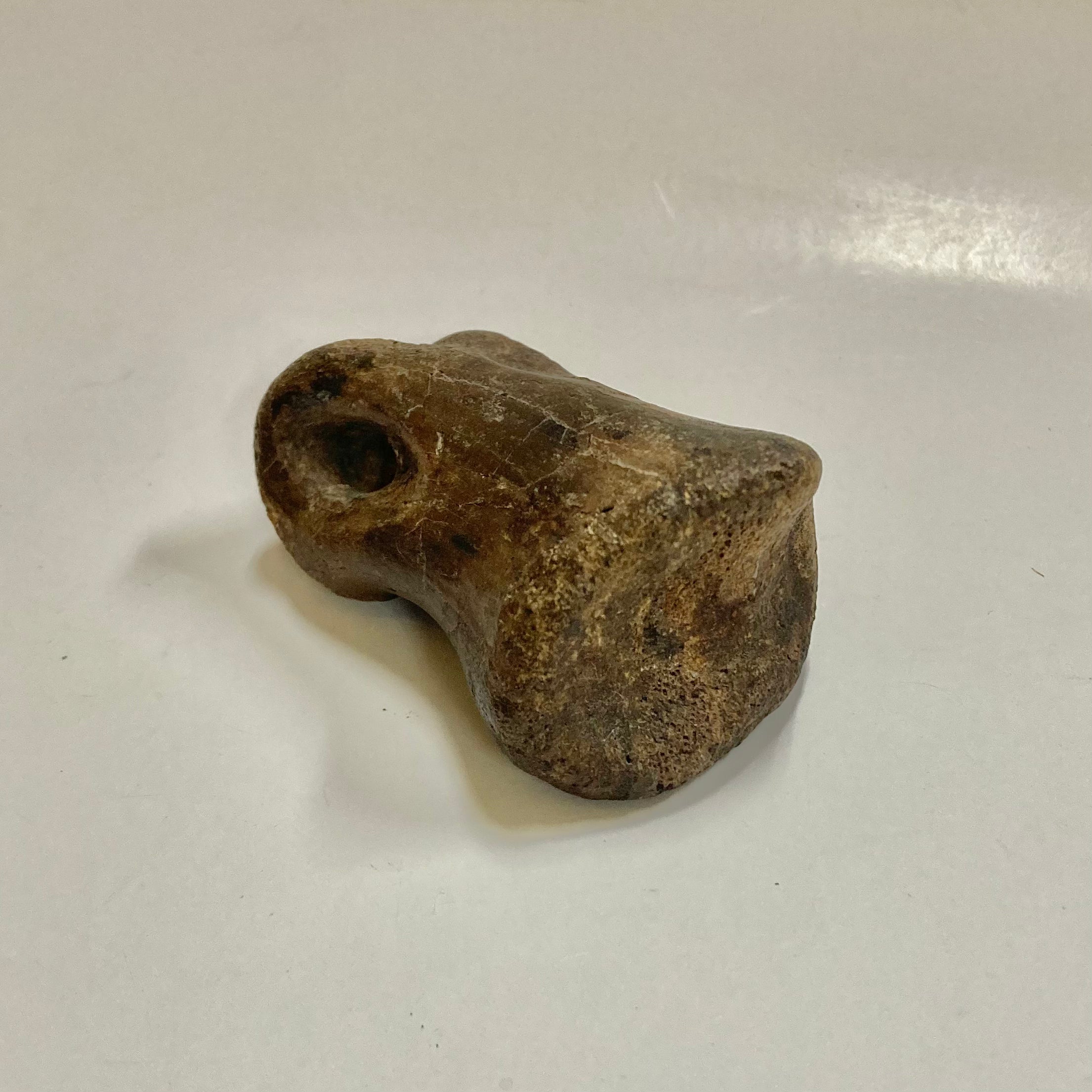 Authentic Ornithomimidae Dinosaur Finger Bone Fossil - Rare Collectible for Paleontology Enthusiasts & Science Education - Perfect for Display, Gifts, and Museum Exhibits