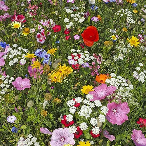 25 Lb Bulk Pollinator Wildflower Seeds - 16 Million Non-GMO Seeds for Hummingbirds & Butterflies - 23 Varieties of Perennial & Annual Flowers - Perfect for Meadows, Gardens & Landscaping