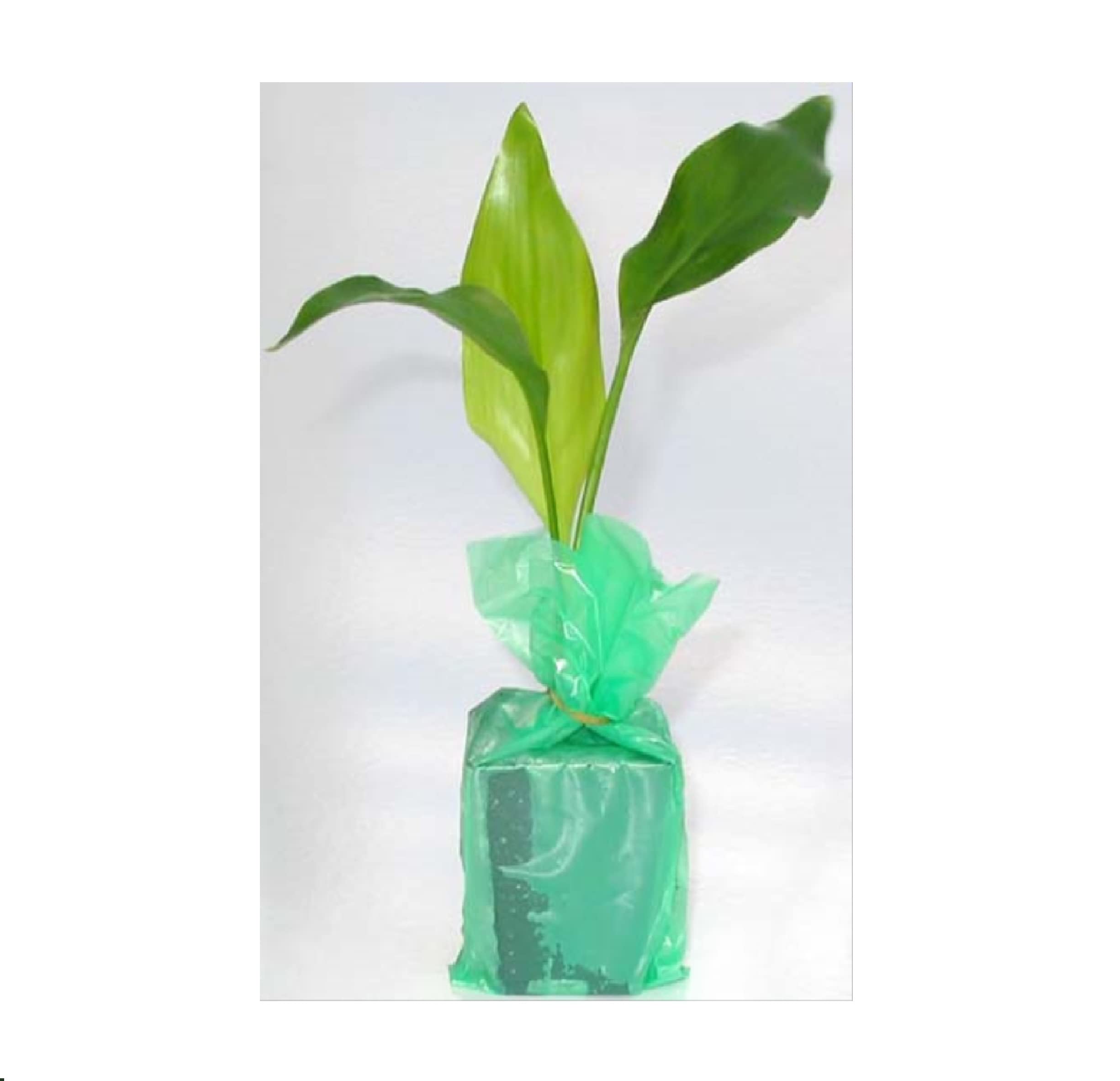 Exotic Bird of Paradise Starter Plants - Hawaiian 4 Pack Live Tropical Plants for Home & Garden Decor | Perfect for Indoor Houseplants, Outdoor Landscaping, and Tropical Garden Design