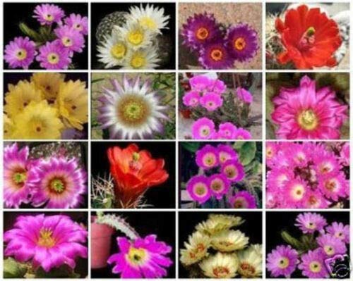 Exotic Echinocereus Cactus Seeds Mix - 100 Rare Flowering Cacti Varieties for Desert Garden, Succulent Arrangement & Home Decor