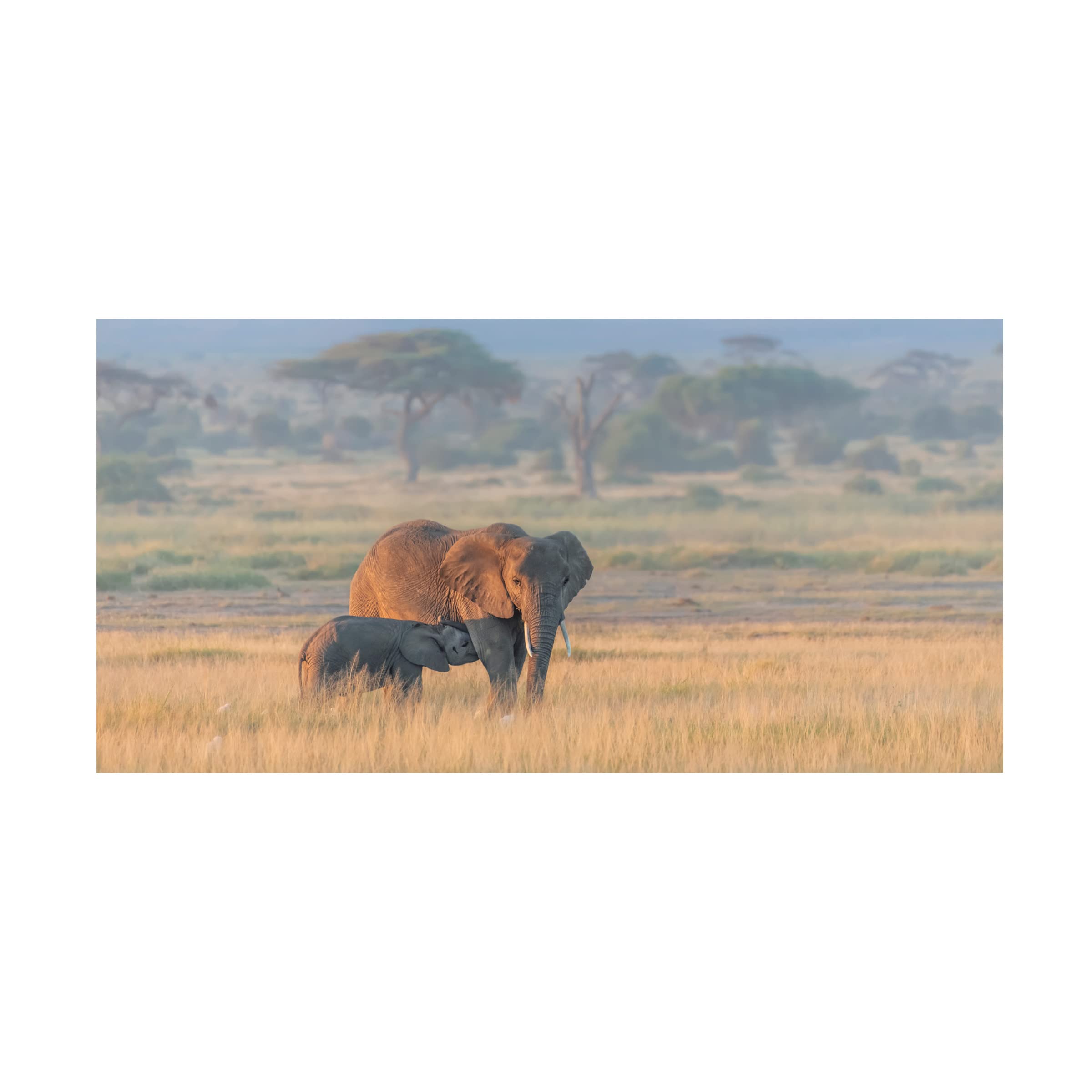 Trademark Fine Art 'Milking Under Sunrise' Canvas Wall Art by Yun Wang - Farmhouse Decor for Living Room, Bedroom & Office