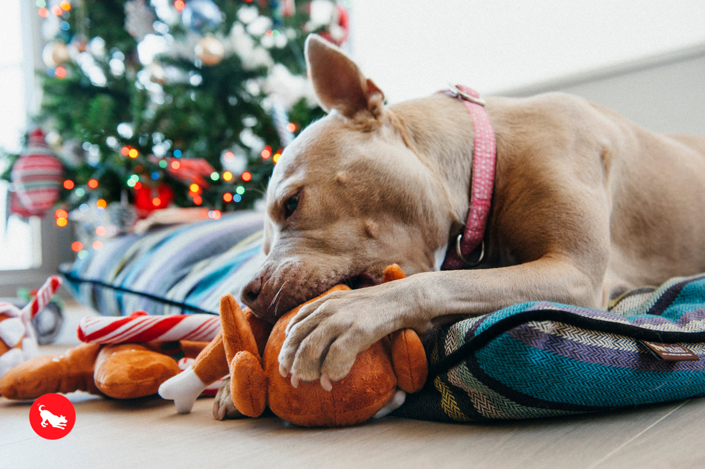 El Pavo Entero Holiday Classic™ Dog Plush Toy - Soft & Durable Chew Toy for Small & Large Dogs | Perfect for Thanksgiving, Christmas & Playtime Fun | Pet P.L.A.Y.