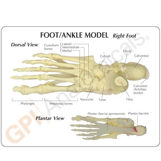 Foot and Ankle Model for Plantar Fasciitis Relief - Ideal for Medical Training, Physical Therapy, and Patient Education
