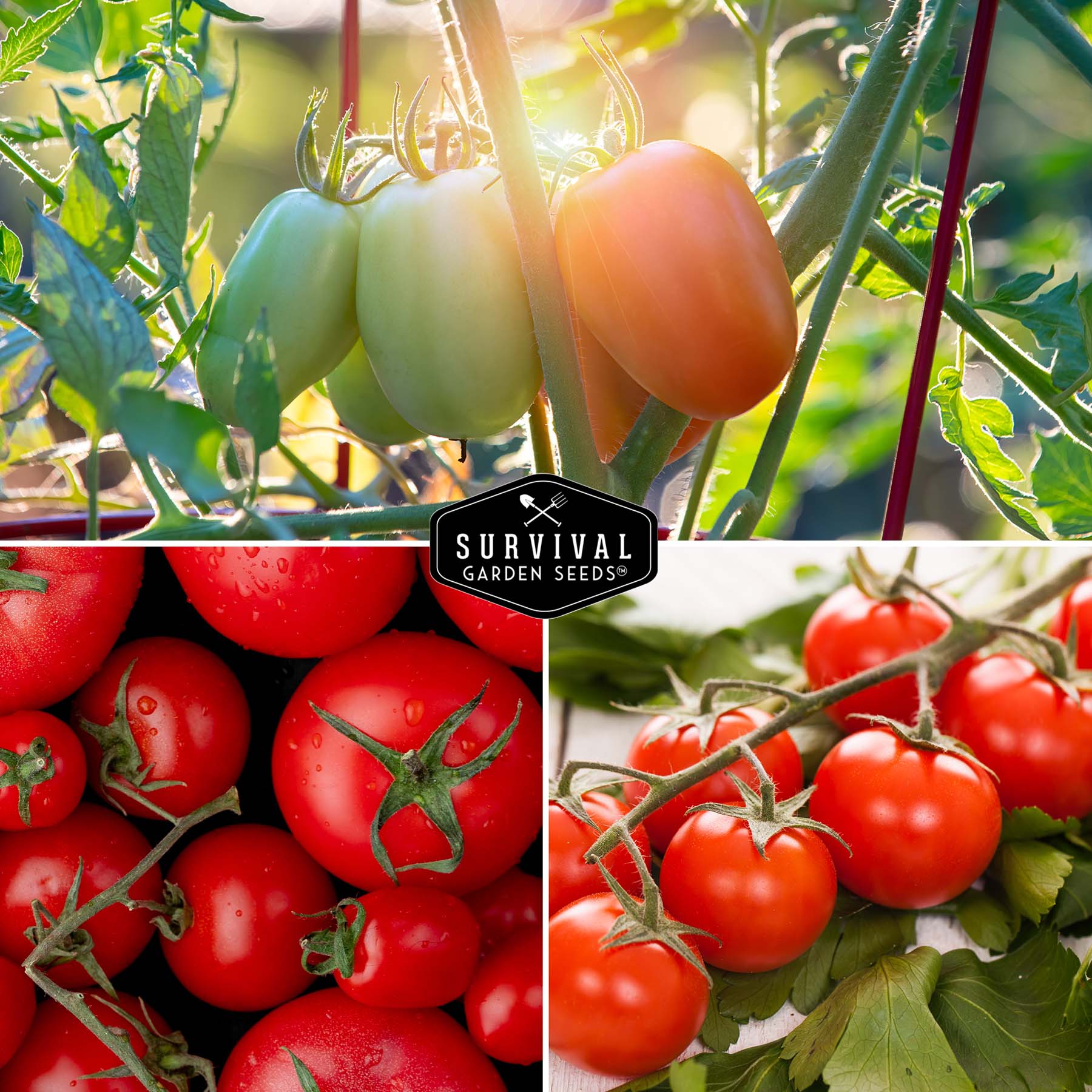 5 Heirloom Tomato Seed Collection - Cherokee Purple, Roma, Large Red Cherry, Great White & Beefsteak Varieties for Home Gardening, Canning & Fresh Eating