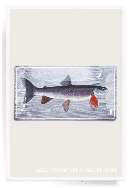 Vintage Fish No. 4 Decoupage Glass Tray - Elegant Serving Tray for Home Decor, Dining, and Gift Giving - Perfect for Tea Parties, Breakfast in Bed, and Displaying Jewelry