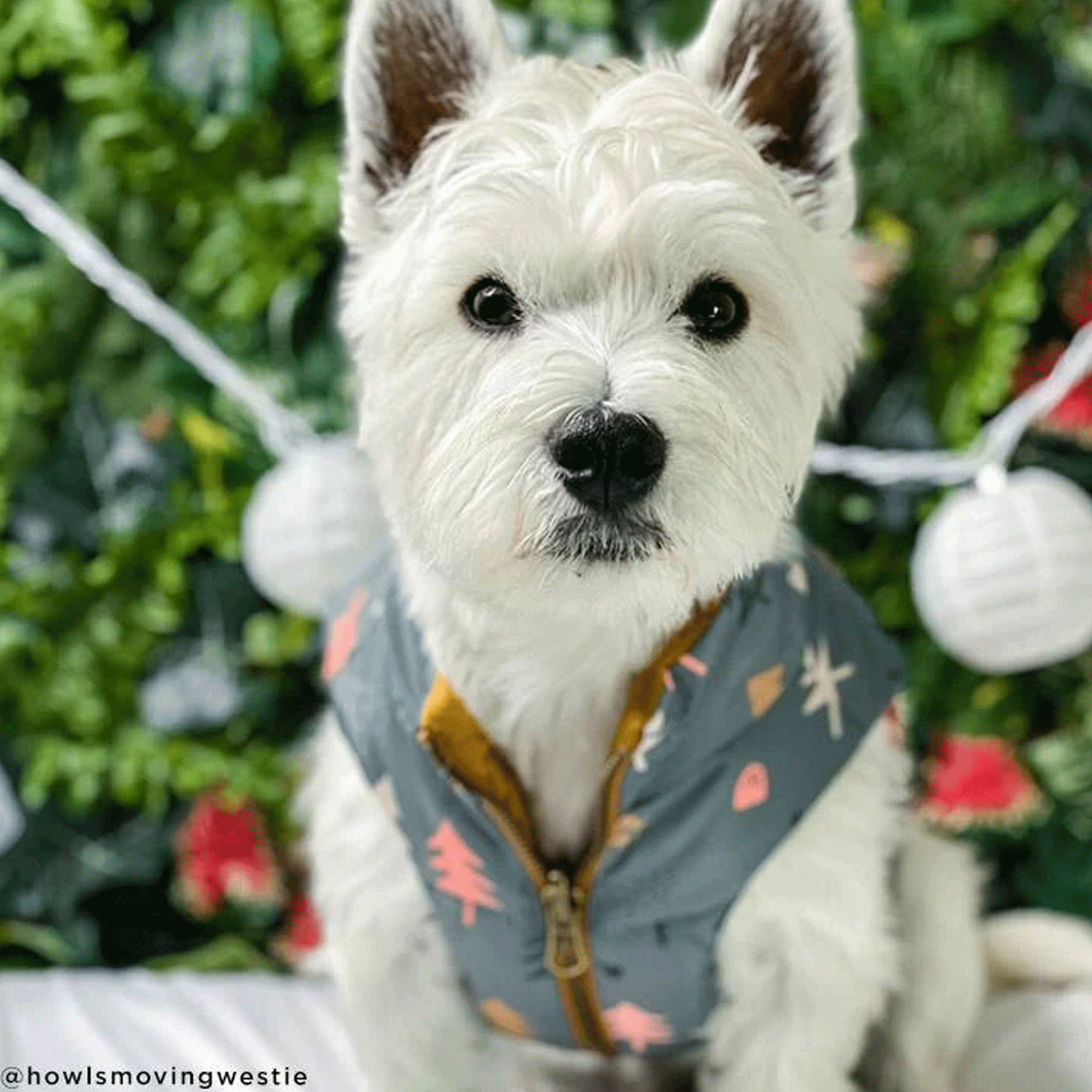 Lucy & Co. Take a Hike Reversible Dog Puffer Vest - Waterproof & Warm Winter Coat for Small Medium Large Dogs - Perfect for Hiking, Camping & Outdoor Adventures