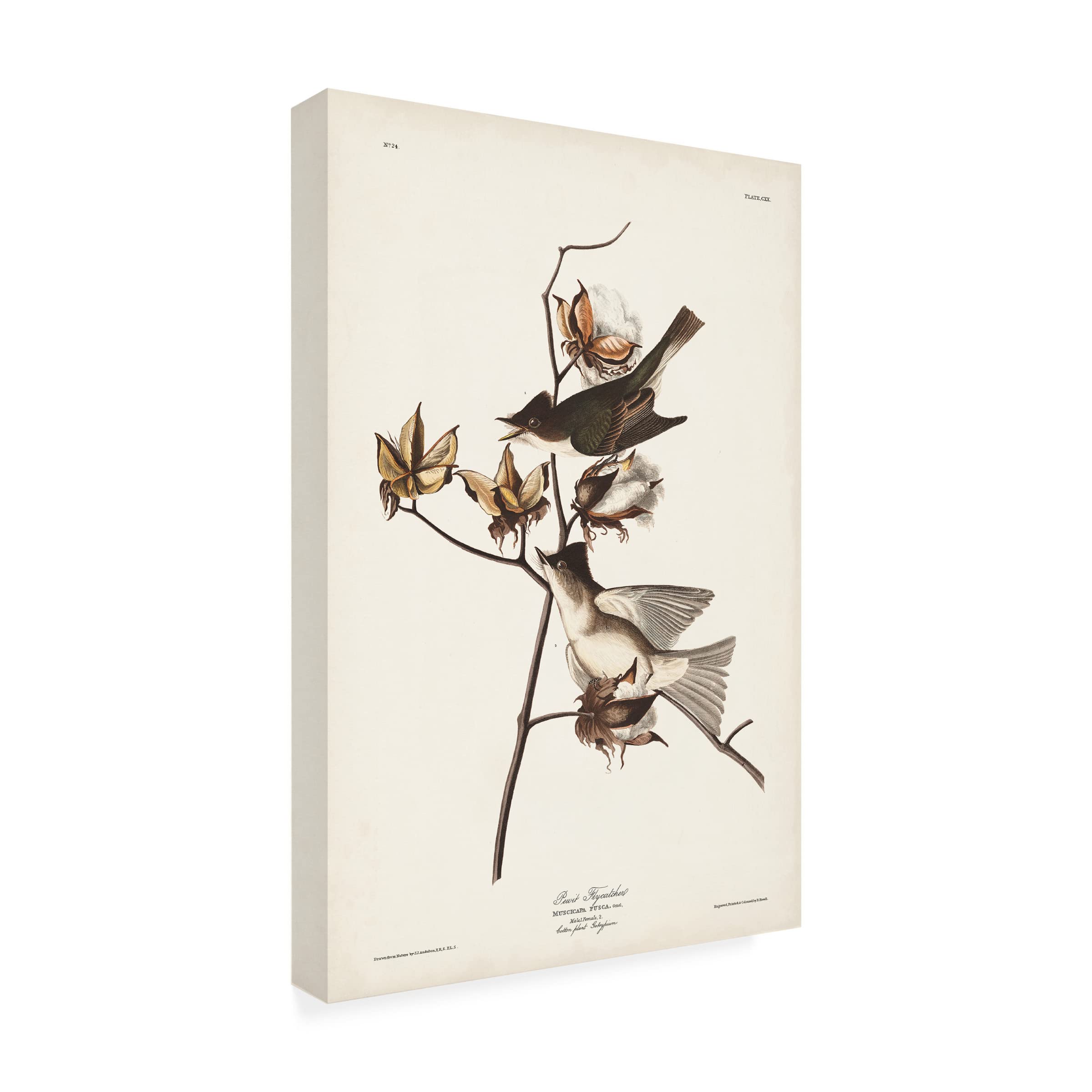 John James Audubon 'Pewit Flycatcher' Canvas Art Print - 16x24 Inch Wildlife Bird Painting - Premium Trademark Fine Art for Home & Office Decor
