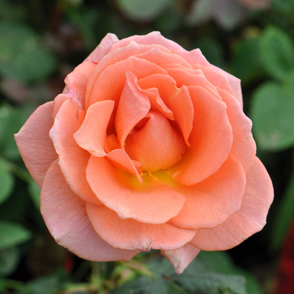 Heirloom Roses Jump for Joy™ Pink Floribunda Rose Bush - Live Outdoor Garden Plant for Landscaping, Borders & Container Gardening