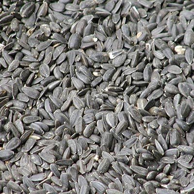 BestNest Premium Black Oil Sunflower Seed - 50 lbs Bulk Bag for Wild Birds, Backyard Feeding & Wildlife Attraction - High Energy Bird Food for Cardinals, Finches & Woodpeckers