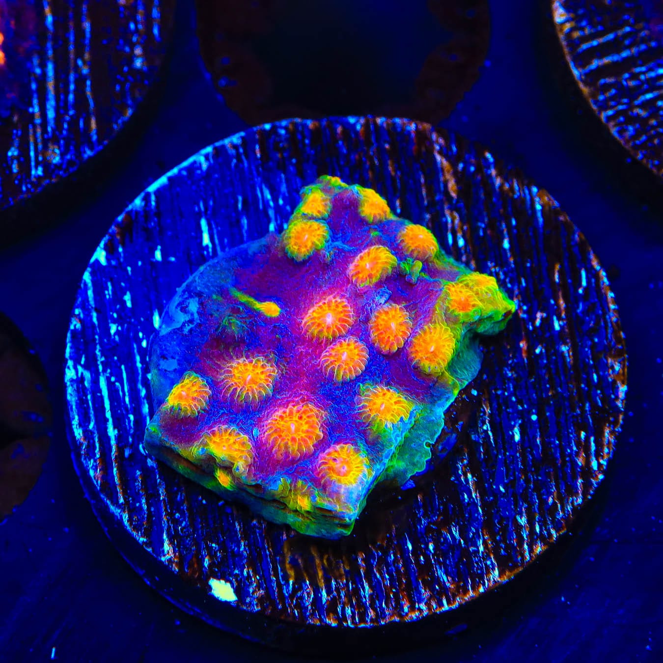 CB Monet Madness Cyphastrea Coral - Vibrant Saltwater Coral for Reef Aquariums | Perfect for Marine Tank Decoration & Coral Propagation