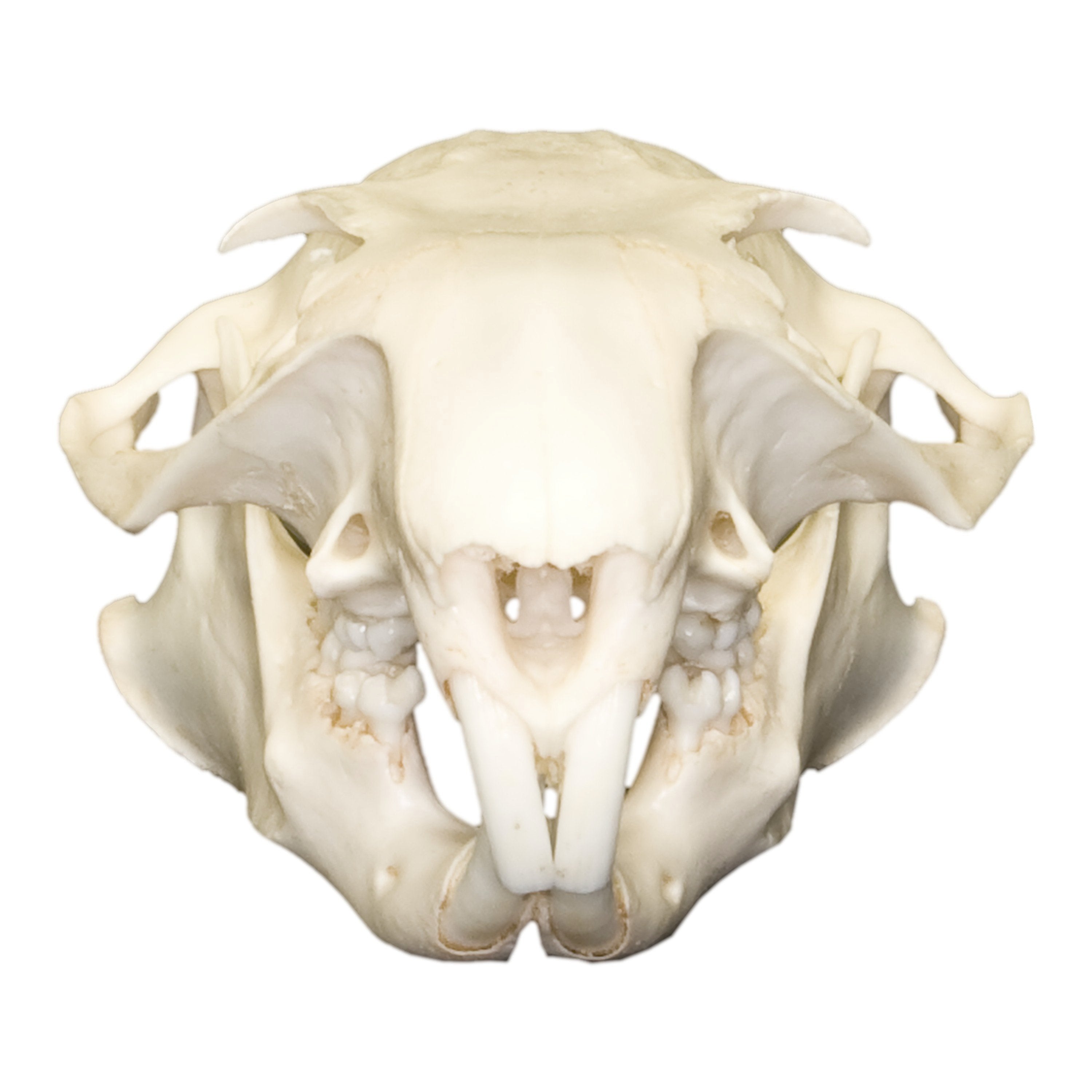 Authentic Real Woodchuck Skull - Genuine Groundhog Skull Specimen for Taxidermy, Biology Study & Oddity Collectors - Perfect for Halloween Decor, Gothic Display & Educational Use