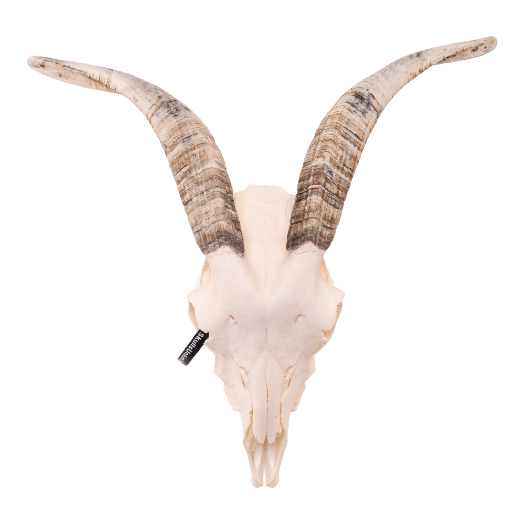 Real Domestic Goat Skull - Medium Size (Single Piece) for Home Decor, Gothic Display, Halloween Props & Taxidermy Collections
