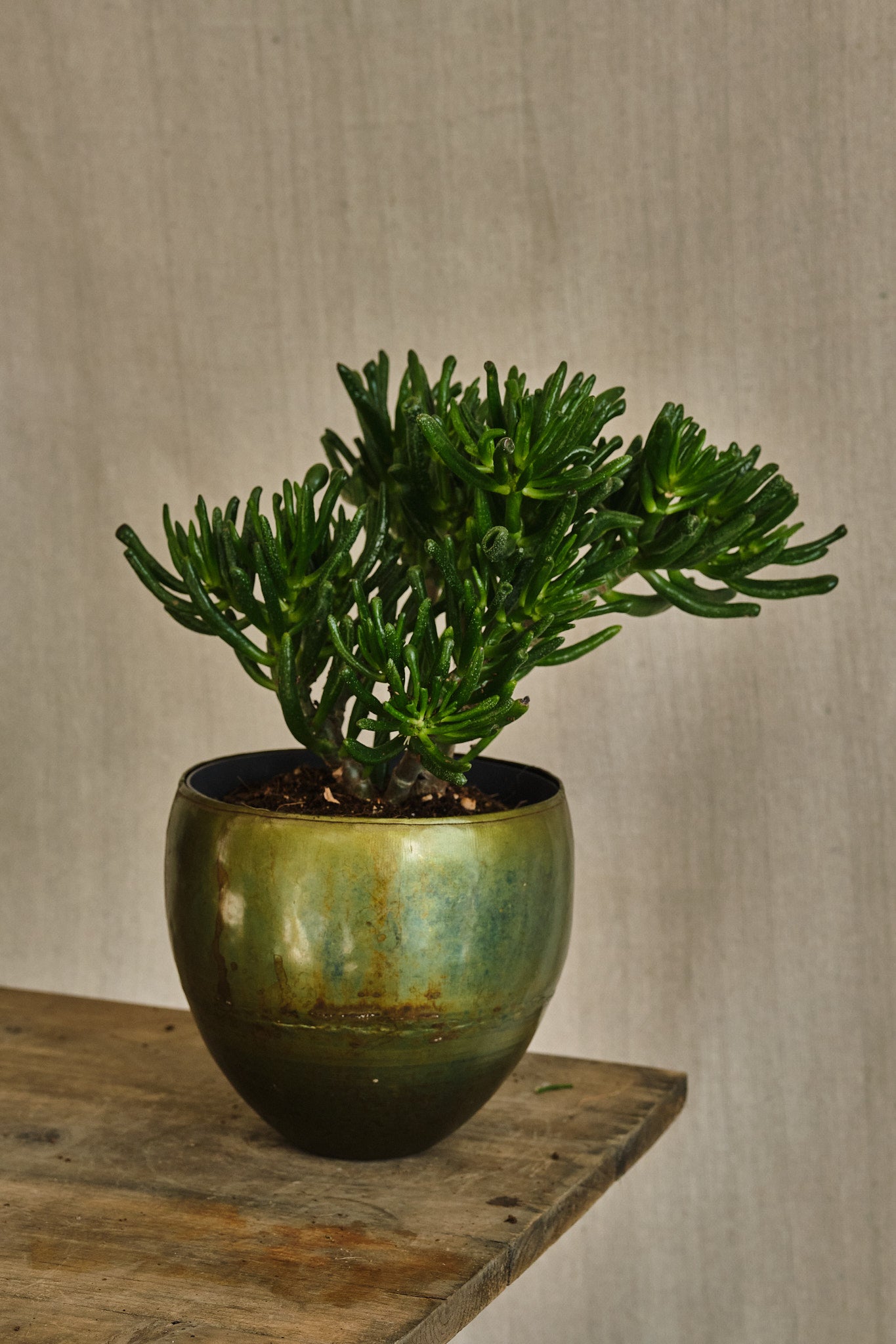 Crassula Hobbit Succulent Plant - Unique Jade Plant for Home Decor, Office Desk, and Garden Landscaping | Easy Care Indoor & Outdoor Houseplant