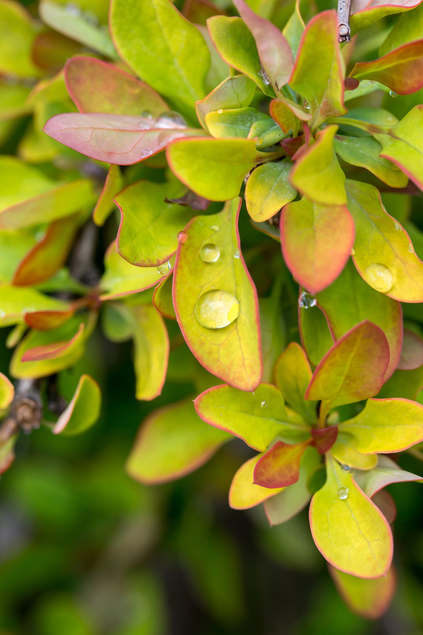 Limoncello Japanese Barberry (Berberis thunbergii) #2 - Vibrant Yellow Hedge Plant for Landscaping & Garden Borders
