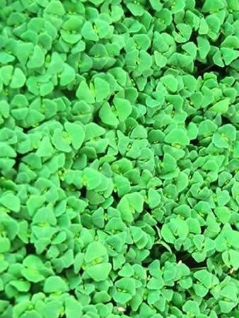 Organic Black Chia Sprouting Seeds - 5 Lb Non-GMO Chia Seeds for Microgreens, Sprouts & Healthy Greens | Perfect for Hydroponics, Smoothie Bowls & Home Gardening
