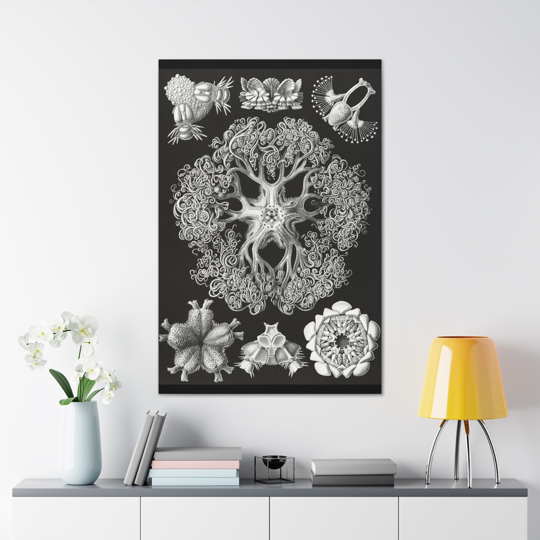 Ophiodea Snake Starfish Canvas Print by Ernst Haeckel - Vintage Marine Biology Art for Home & Office Decor