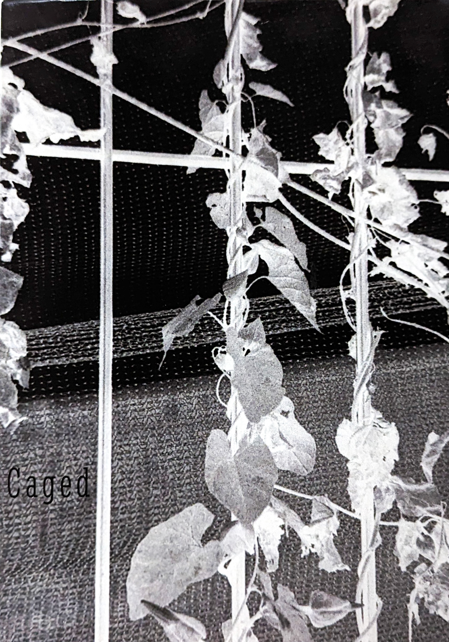 Handmade Caged Leporello Book by Rachel Naughton - Unique Art Book for Collectors, Gift Ideas & Home Decor